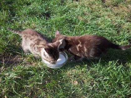 2 verschieden getiegerte Kater suchen ab sofort neues Zuhause