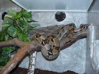 1. 0 Boa constrictor constrictor