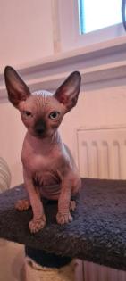 Sphynx Kitten suchen noch ein Zuhause