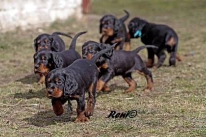 Gordon Setter FCI Welpen