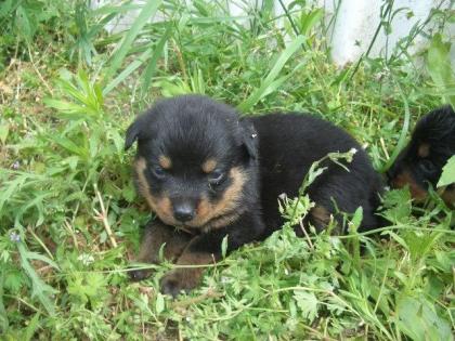 Rottweilerbaby s suchen Neues Zuhause