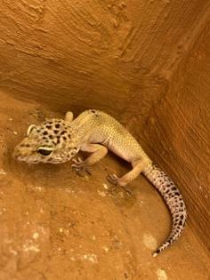 Leopardgeckos mit Terrarium