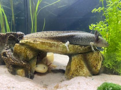 Axolotl 2 Stück oder einzeln