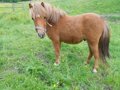 2 jähriger Ponyhengst