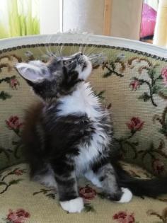 Maine Coon Kittenmädchen mit Stammbaum abgabebereit