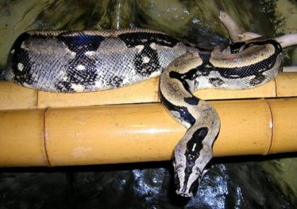 Eigene Nachzuchten Boa constrictor longicauda 25. 07. 2021