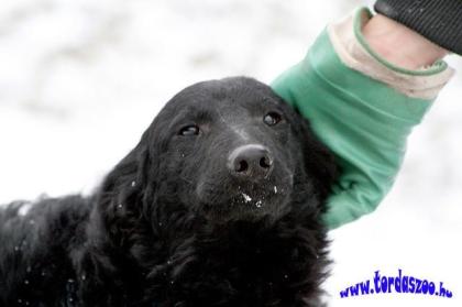 Blacky ein BorderCollie Mix Junge