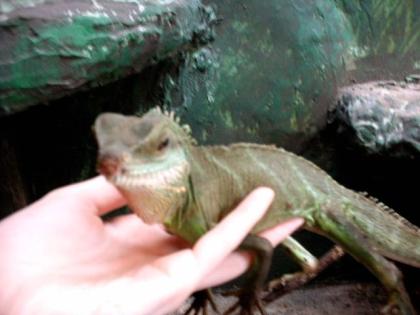 Wasseragame mit großem Terrarium abzugeben