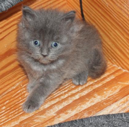 Maine Coon kitten Mädchen und Kater