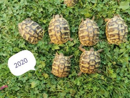 Griechische landschildkröten Nz 2021/2021