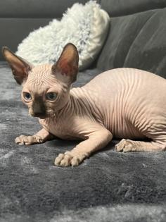 Sphynx Kitten/Katzen