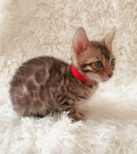 Reinrassige Bengalkitten mit Stammbaum Mini Leoparden