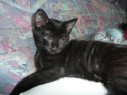 Süßer schwarzer Kater 4M