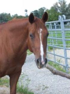 Biete Reitbeteiligung auf QH Stute Reining/Cutting in Syke bei Bremen