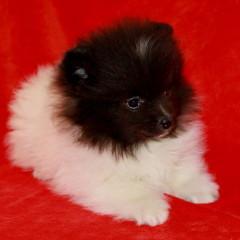 Teacup Pomeranianhündinwelpe gescheckt