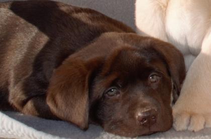 Labrador Welpen in braun und blond