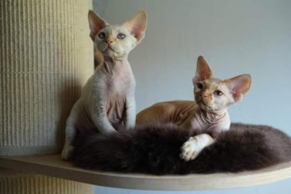 Devon rex Babys, die Eltern sind getestet auf gen Erbkrankheiten