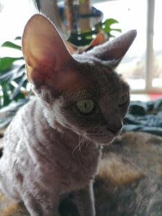 Devon Rex zum verkaufen