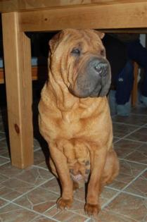 Shar Pei Forum lädt neue Mitglieder ein.