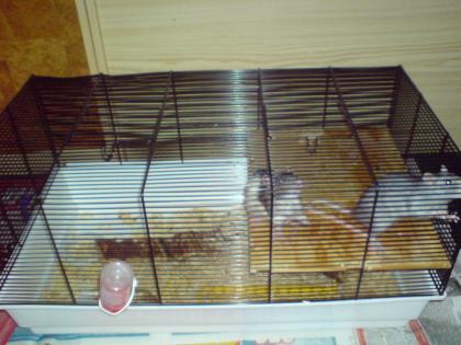 2Ratten Weibchen