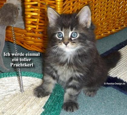 Reinrassige, typvolle Maine Coon Babys