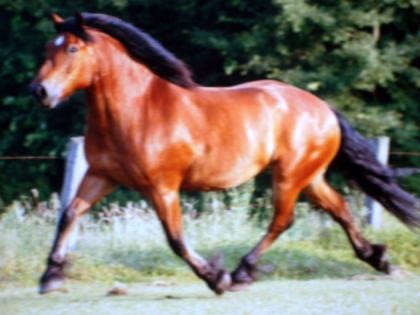 Biete Reitbeteiligung an westerngeritten Frisen - Kaltblutmix