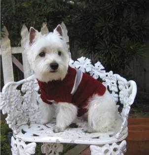 West Highland white Terrier Welpen