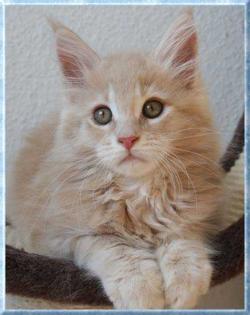 Knuffiges Maine Coon Katerchen