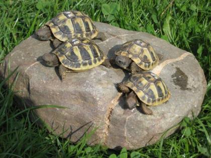 Griechische Landschildkröten