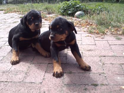 Rottweiler Welpen zu verkaufen