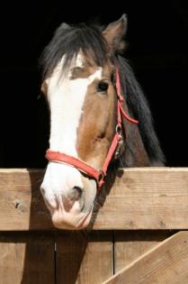 Reitbeteiligung für Shire Horse Wallach Merlin