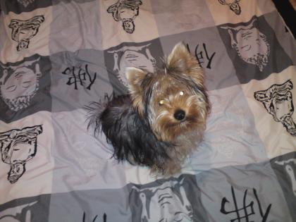 Yorkshire Terrier