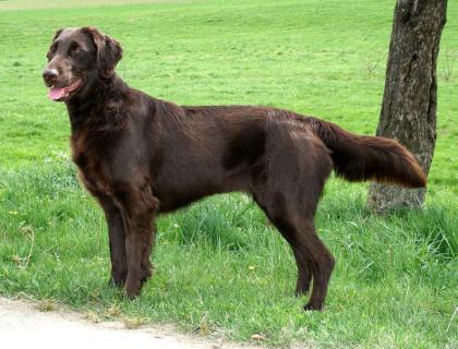 Flatcoated Retriever- Welpen