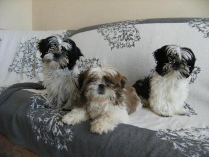 Shih Tzu Welpen