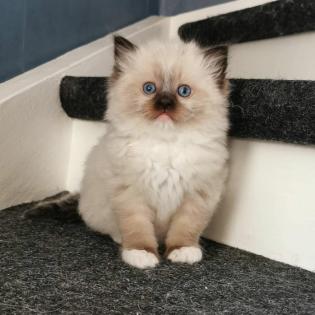 Perfekte Ragdoll Katzen Babies mit Papieren