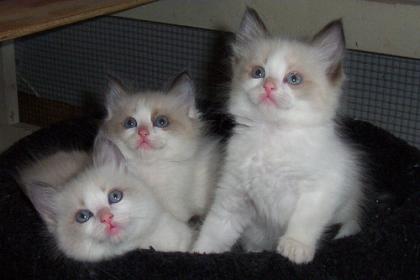 Ragdoll Kitten in seltenen Farben haben