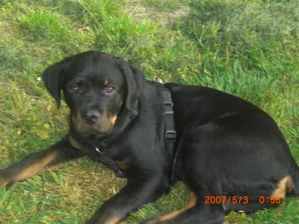 Kupierter rottweilerwelpe 4 monate zu verkaufen