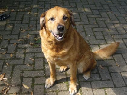 Ich suche einen grossen Hund bis zwei maximal drei Jahre