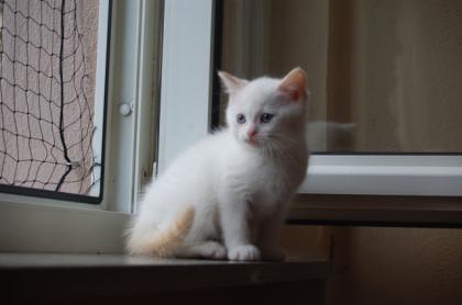 BKH point Katerchen Da Vince mit strahlend blauen Augen