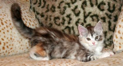 Maine Coon Baby Hamburg