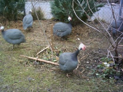 PERLHUHN GOCKEL 1 JAHRE alt ABZUGEBEN