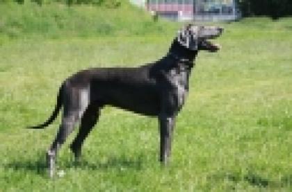 Blauer Weimaraner Deckrüde