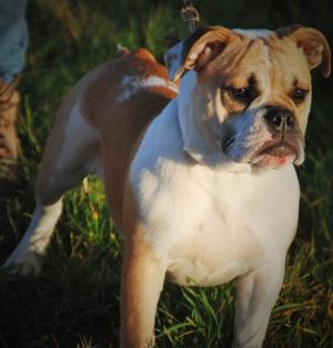 English Bulldog alternativ