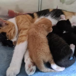 4 süße Kitten suchen ab sofort ein neues zuhause