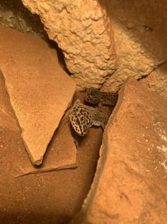 Terrarium mit 6 Leopardgeckos