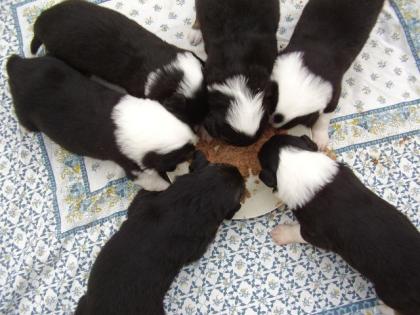 BORDER-COLLIE - WELPEN