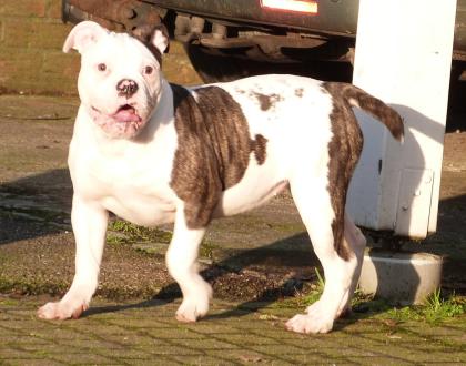 American Bulldog Welpe Weibchen