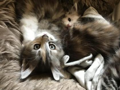 Maine Coon/ Sibirische Waldkatzenbabys