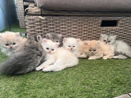 Wunderbare Perser Kitten suchen liebevolle Familien