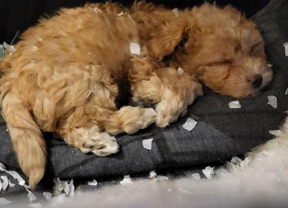 Maltipoo Welpen F1 Malteser/ Pudel